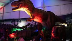 Los panoramas imperdibles para hacer en Viña del Mar antes de que llegue marzo