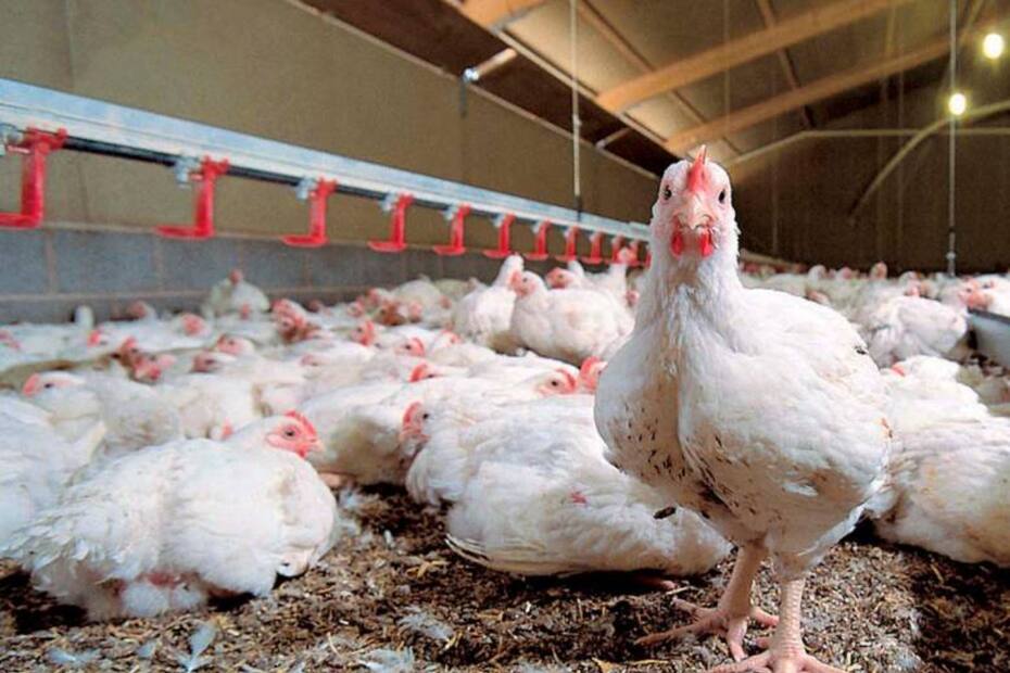 Ordenan matar a más de un millón de aves en Asia, con el fin de evitar la propagación de una letal enfermedad.