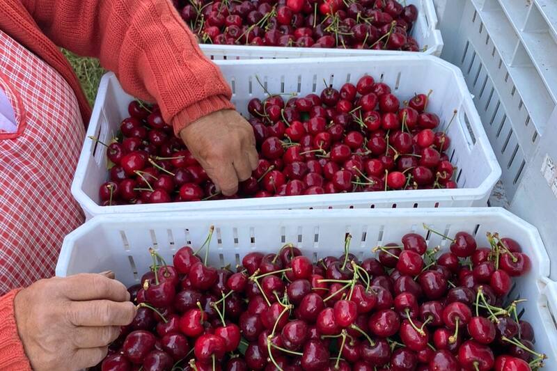 El retraso en su llegada fue factor clave en su baja de calidad.