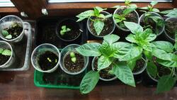 Con este fertilizante casero y mágico tus plantas volverán a la vida en solo semanas