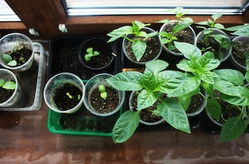 Con este fertilizante casero y mágico tus plantas volverán a la vida en solo semanas