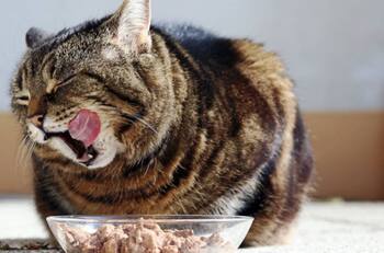 VIDEO | ¡Karen, dame mi comida!: Gatitos ansiosos no dejan que su dueño termine de servir la comida