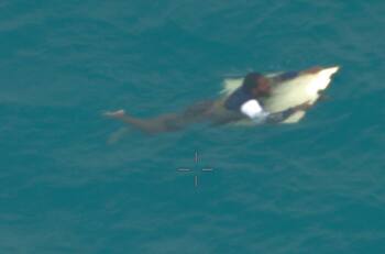 VIDEO | Hombre australiano sobrevive a casi 24 horas de naufragio en peligroso mar
