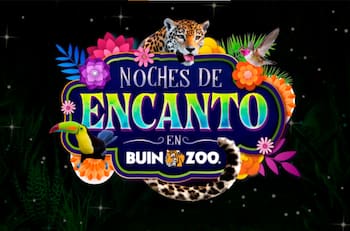 Noches de Encanto en Buin Zoo: ¿Cuándo se realizarán y cuánto cuestan las entradas?