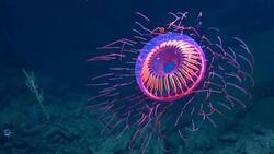 VIDEO | ¡Un fuego artificial en el mar! Logran captar a una maravillosa medusa luminosa