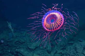 VIDEO | ¡Un fuego artificial en el mar! Logran captar a una maravillosa medusa luminosa