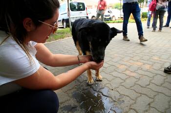 Incendios forestales: ¿Cómo ayudar a las mascotas y dónde hay centros de acopio para animales?