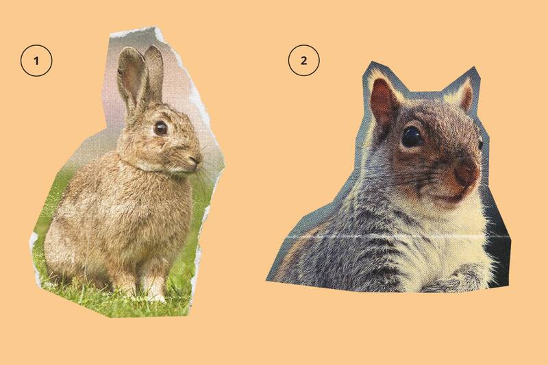 ¿Conejo o ardilla?
