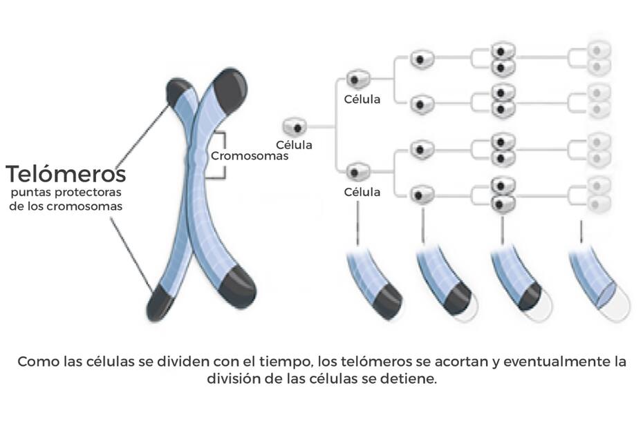 Así es como se comportan normalmente los telómeros a lo largo de la vida.