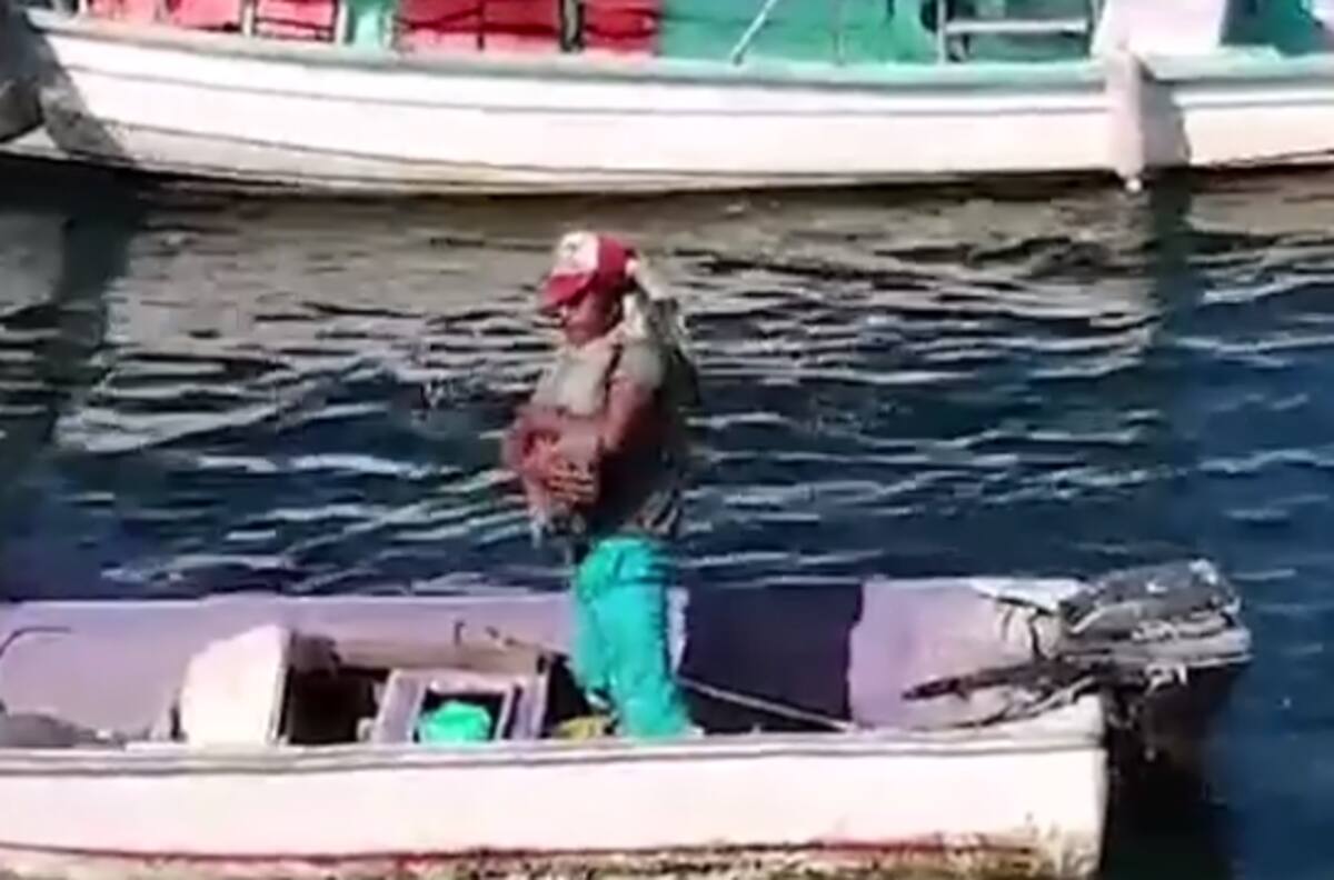 VIDEO | Tierno pelícano solo buscaba cariño entre grupo de pescadores en México
