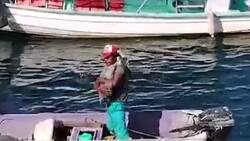 VIDEO | Tierno pelícano solo buscaba cariño entre grupo de pescadores en México