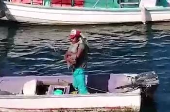 VIDEO | Tierno pelícano solo buscaba cariño entre grupo de pescadores en México