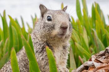 VIDEO | ¡Se puso borracha! Ardilla se embriaga luego de comer peras fermentadas en Estados Unidos