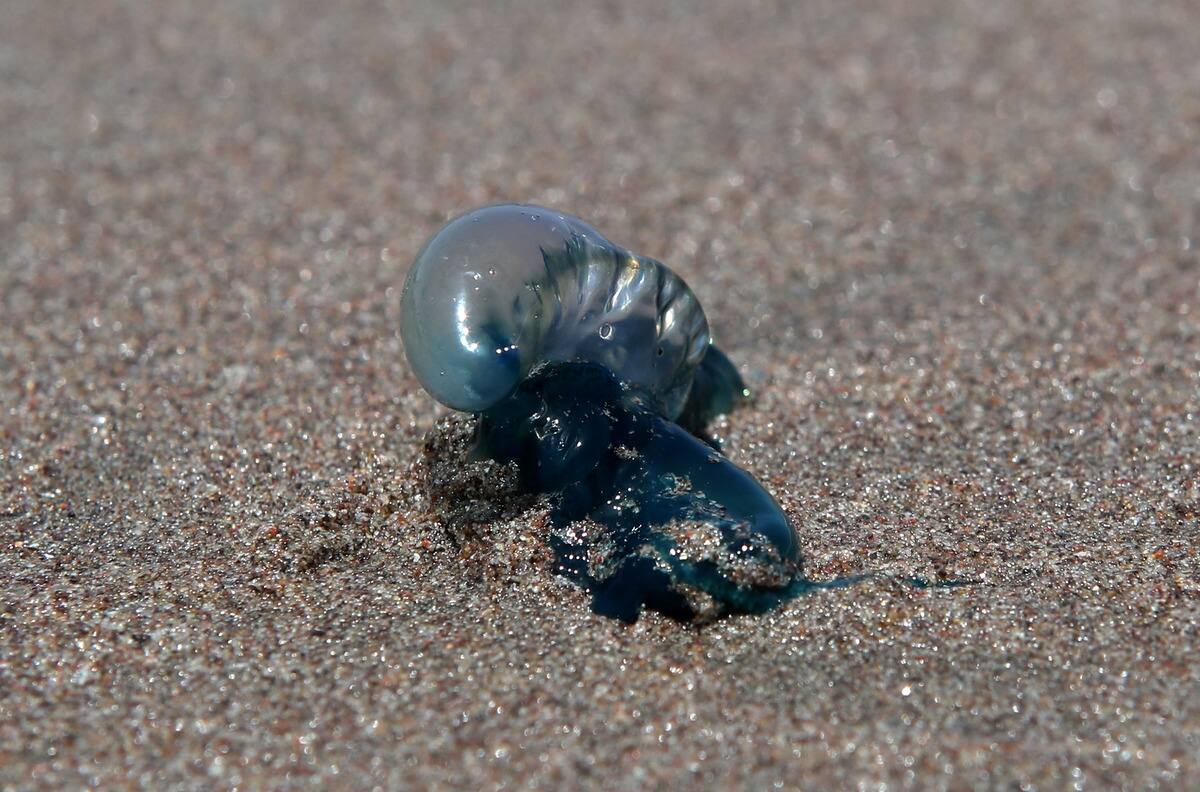 Fragata portuguesa en playas de Chile: ¿Qué hacer ante una picadura?