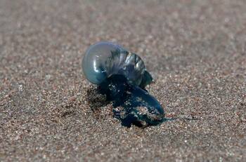 Fragata portuguesa en playas de Chile: ¿Qué hacer ante una picadura?