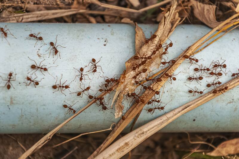 Conoce la solución definitiva para que no se acerquen a tu hogar.