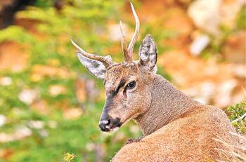 VIDEO | ¡Andaba solo!: Captan a huemul solitario cruzando las aguas del Lago Esmeralda