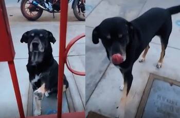 VIDEO | "Está cojo": Perro con pata herida llega solo hasta veterinario y pide ser atendido