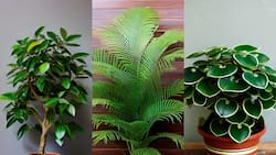 Plantas de interior que refrescan tu hogar: 3 aliadas contra el calor