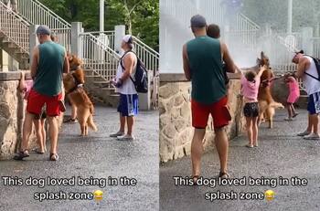 VIDEO | Para pasar el calor: Perrito espera pacientemente para que le salpique agua de un juego