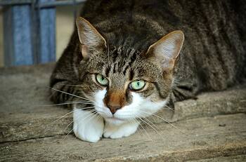 VIDEO | Creo que me entró algo al ojo: Gatita ciega entrega regalo a mamá y se siente orgullosa de lograrlo