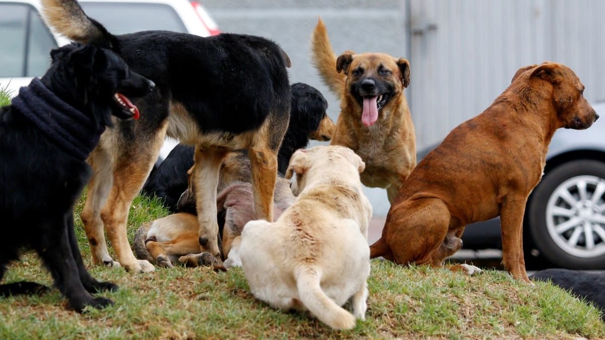 Le devoraron un brazo: Mujer murió tras ser atacada brutalmente por una jauría en Valparaíso