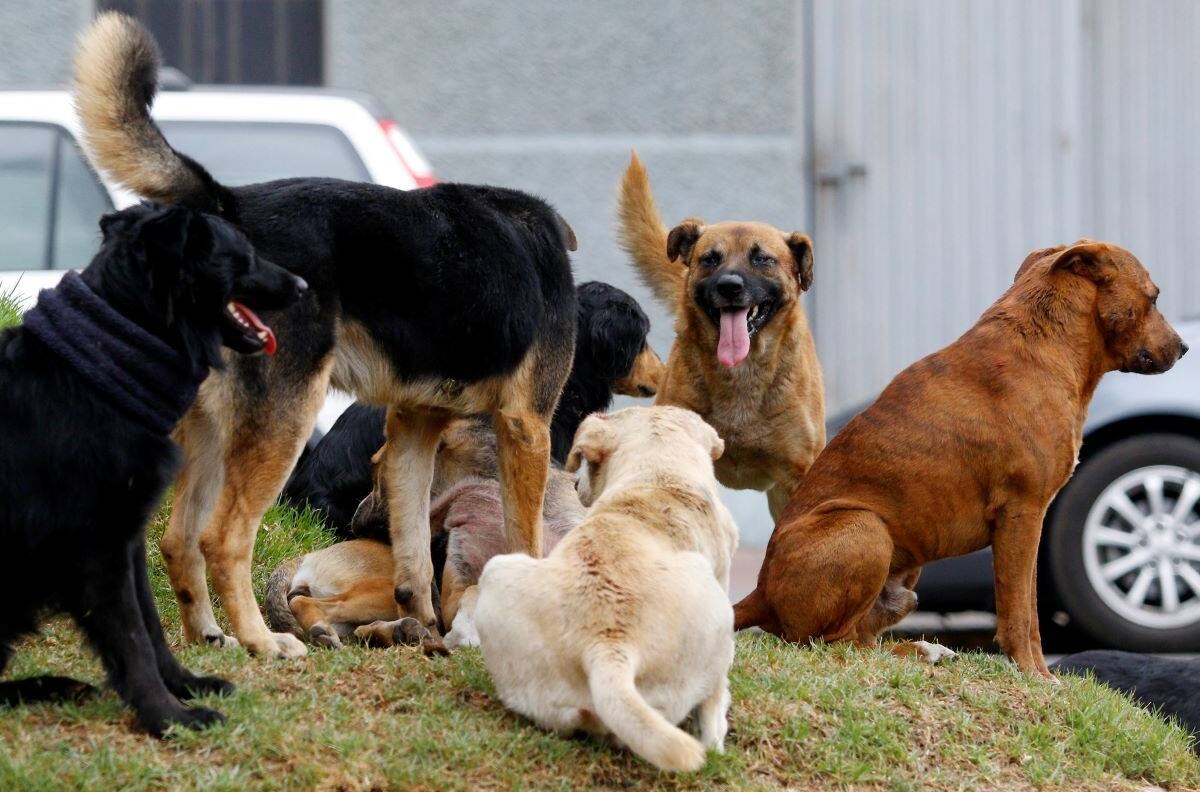 Le devoraron un brazo: Mujer murió tras ser atacada brutalmente por una jauría en Valparaíso