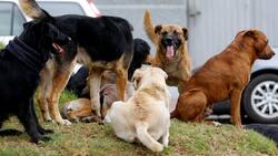 Le devoraron un brazo: Mujer murió tras ser atacada brutalmente por una jauría en Valparaíso