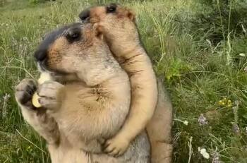VIDEO | Era todo una trampa: Marmota abraza a su amiga para quitarle su comida