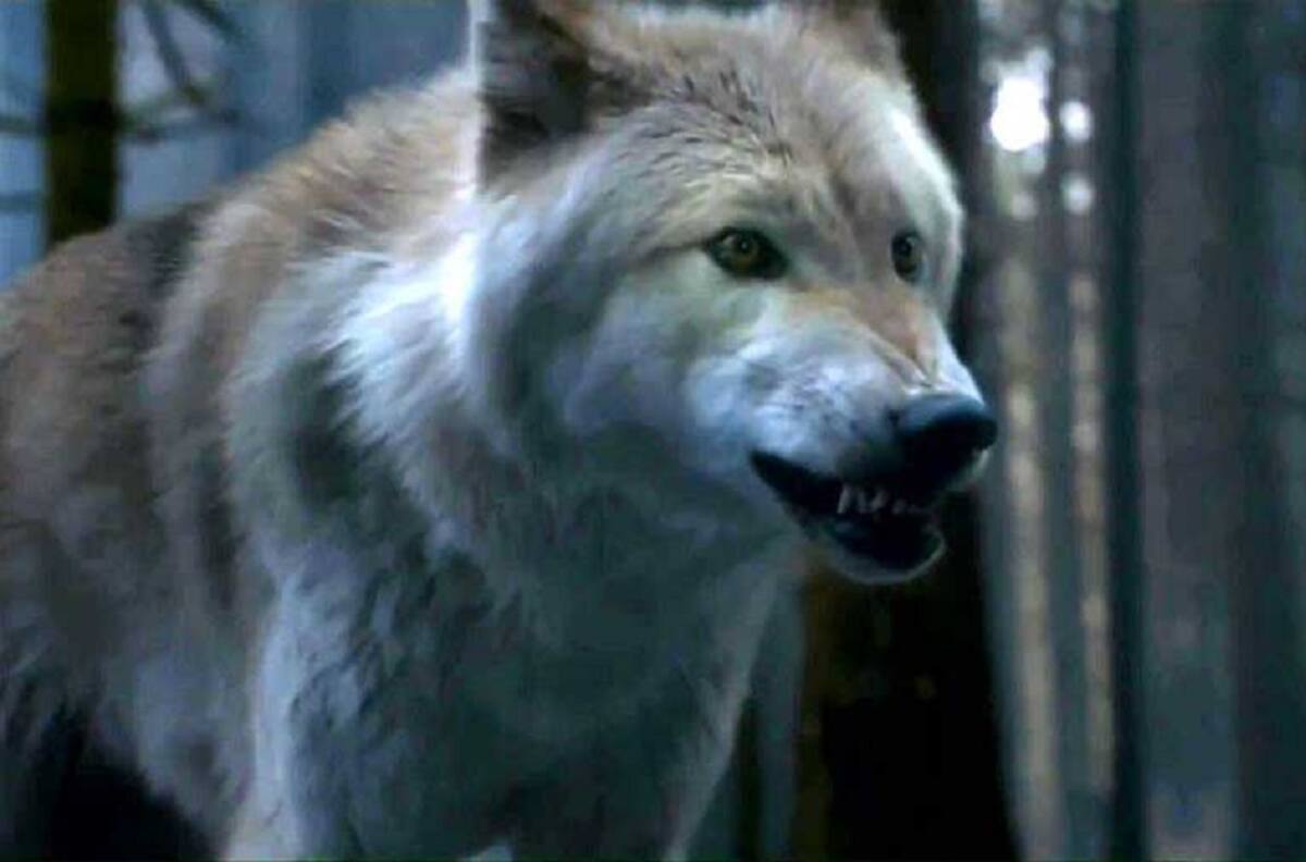 Murió Summer: El lobo huargo de Bran Stark en Game of Thrones