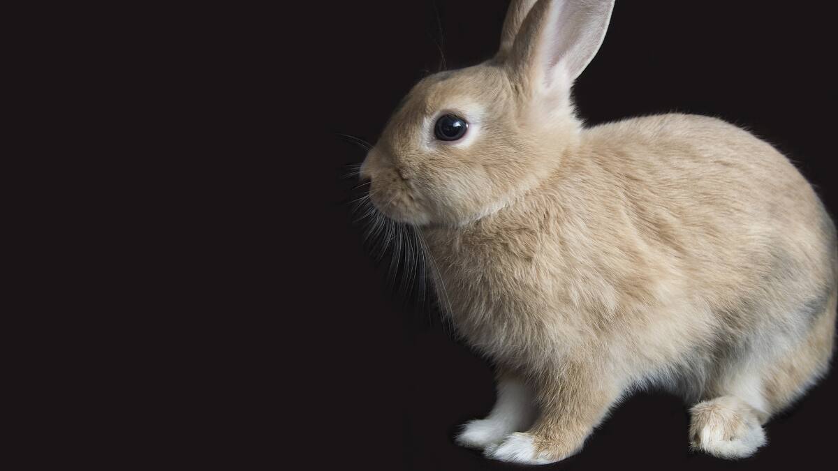Horóscopo chino | 2023 será el año del conejo: Conoce sus características astrológicas y predicciones