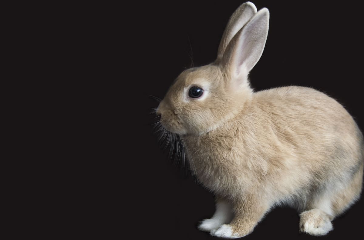Horóscopo chino | 2023 será el año del conejo: Conoce sus características astrológicas y predicciones