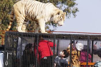 Tragedia en Parque Safari de Rancagua: fallece trabajadora por mortal ataque de tigre