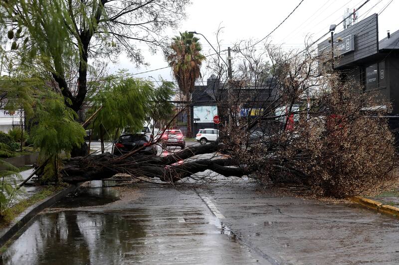 Santiago, 2 agosto 2024.
Caida de arbol en callela Trilla con Las Condes tras los fuerte vientos que se registraron durante la Noche.
Javier Salvo/Aton Chile