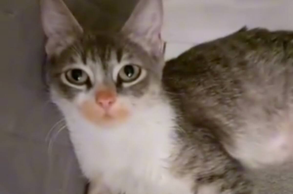 VIDEO | Se ve la culpa en su cara: Gato se vuelve viral por robarse unos Cheetos y delatarse a sí mismo