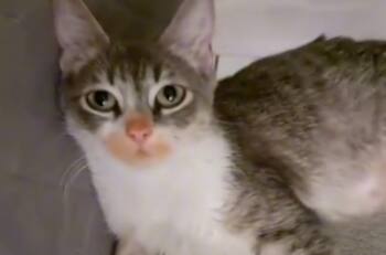 VIDEO | Se ve la culpa en su cara: Gato se vuelve viral por robarse unos Cheetos y delatarse a sí mismo