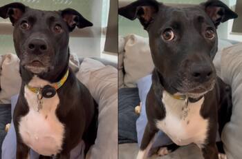 VIDEO | Perrita se indigna luego de que su humana le confesara que realmente es adoptada