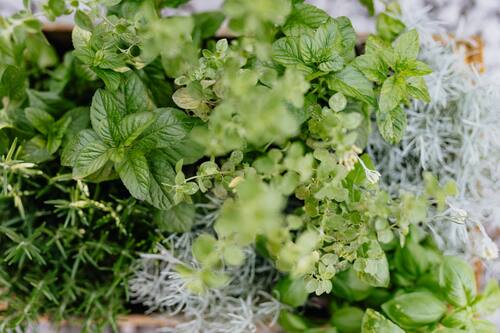 Estas plantas medicinales además te quitará "el mal de ojo".