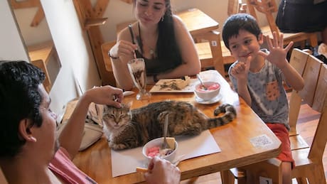 Estas son las 5 mejores cafeterías temáticas que puedes visitar dentro de la Región Metropolitana