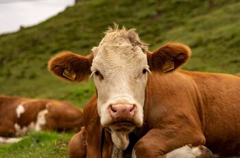 VIDEO I Vaca arrancó hacia la calle y "atropelló" a motociclista