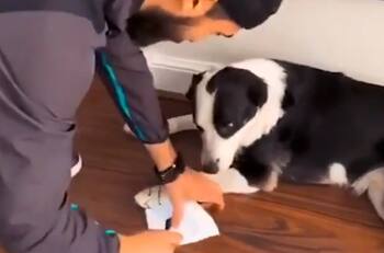 André Gomes firma autógrafos a sus perros en plena cuarentena