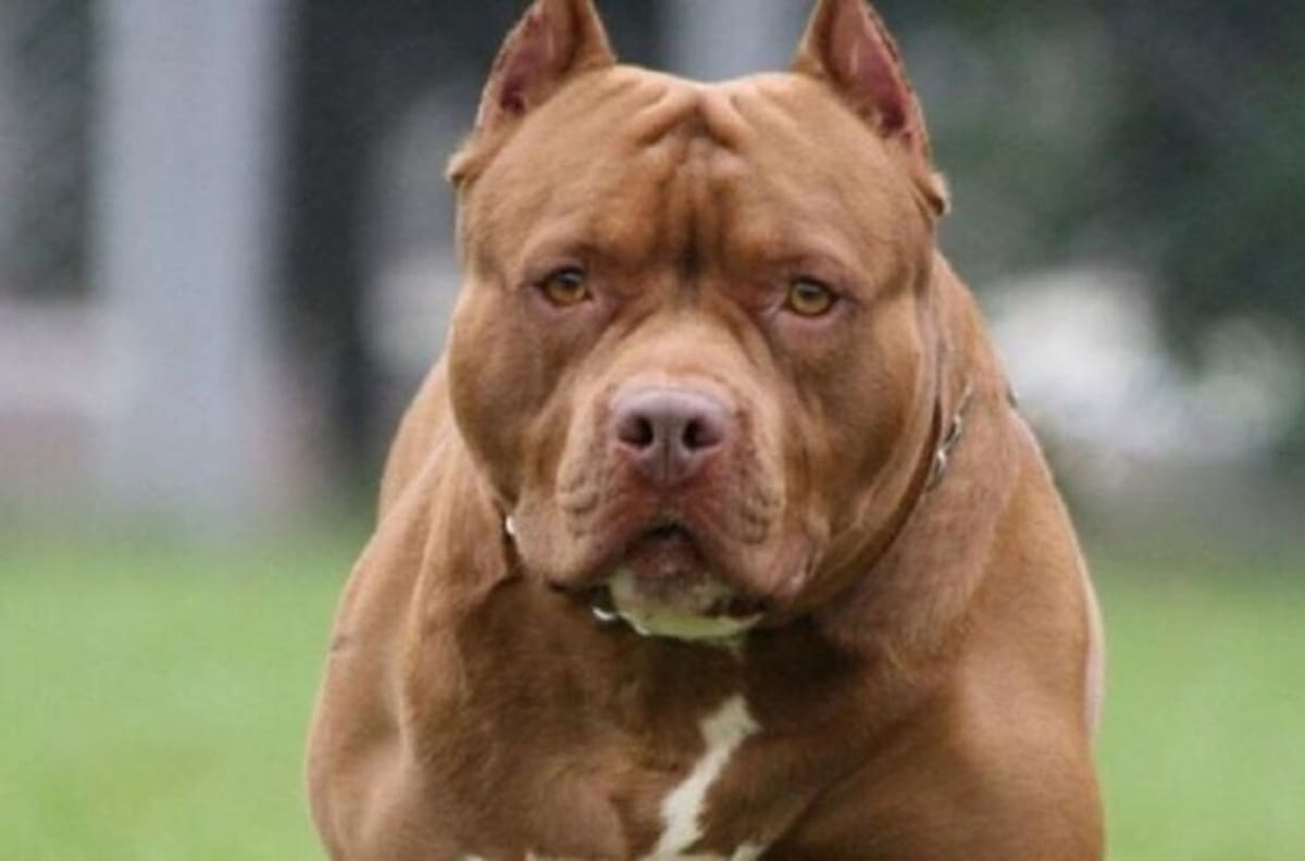 Brutal: recién nacido muere tras ser atacado por un perro de raza Pitbull adoptado