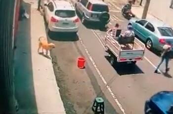 VIDEO | Dando el ejemplo: Perrito cruza la calle por paso de cebra y se hace viral en redes