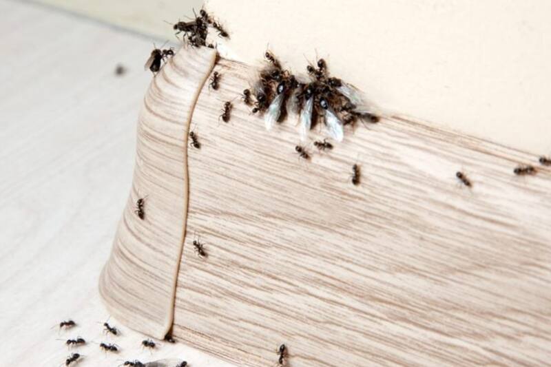 Con esta mezcla le dirás adiós a estos insectos.