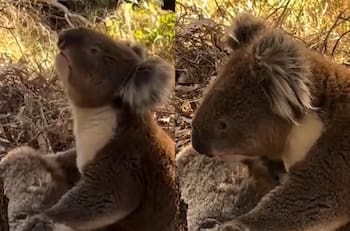 VIDEO | Triste escena: Koala llora la muerte de su compañera