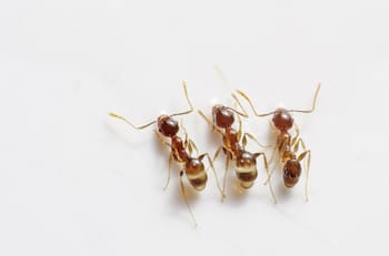 Libera tu hogar de productos tóxicos: Métodos naturales para eliminar hormigas