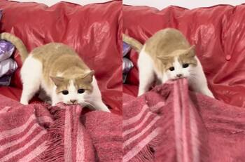 VIDEO | Gatito que fue criado con perros usa toda su fuerza para quitarle una mantita a su dueña