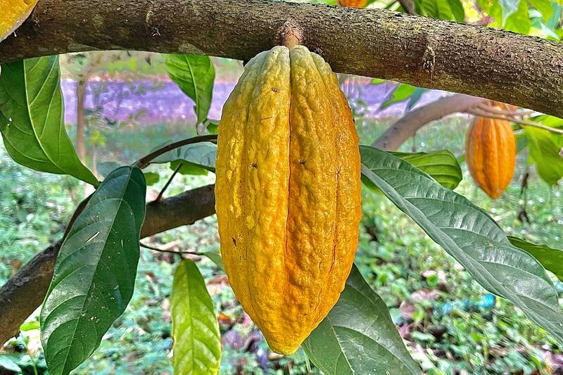 Su escasez ha hecho que suban los precios.