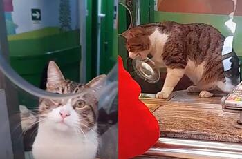 VIDEO | Michi trabajador: Gato se hace viral por "vender" pasajes en el terminal de buses de Santiago