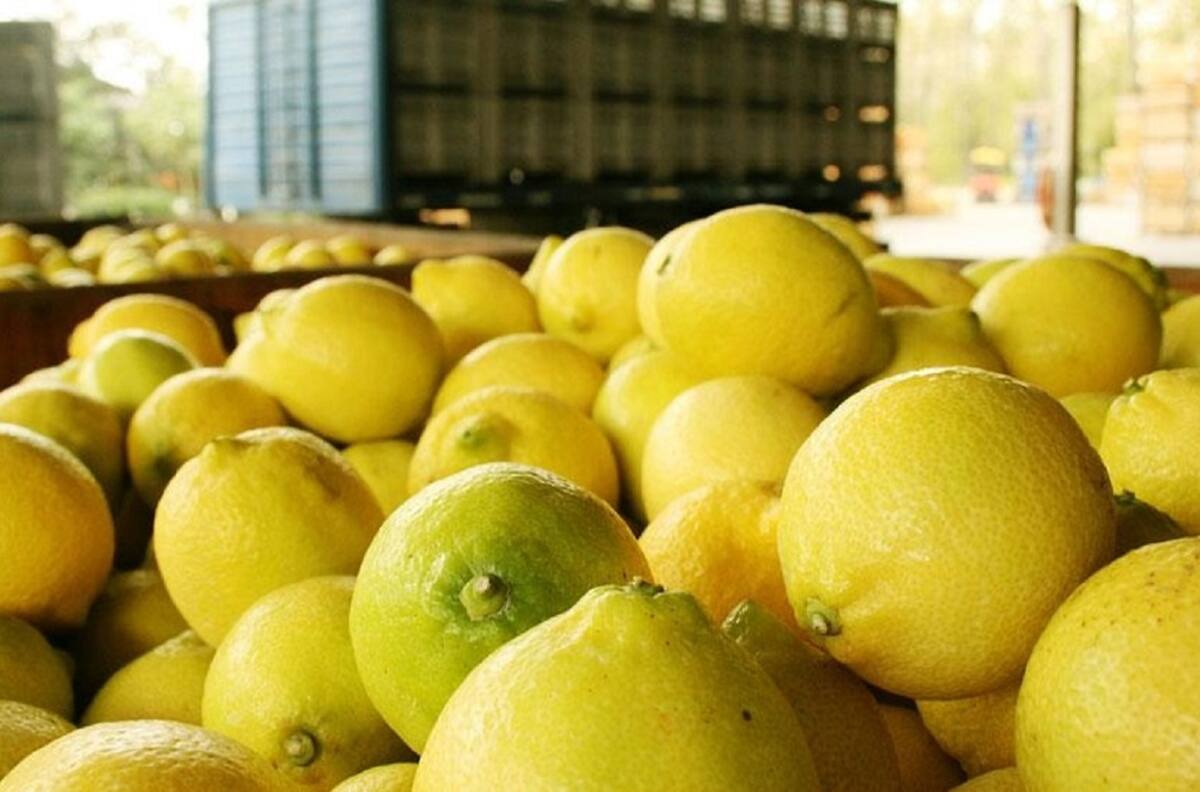 Ácidos ladrones se robaron 40 mallas de limones para Semana Santa en Olmué